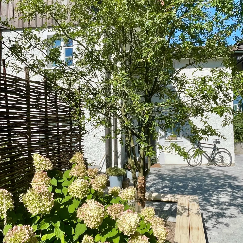 ein Baum vor einem Altbau