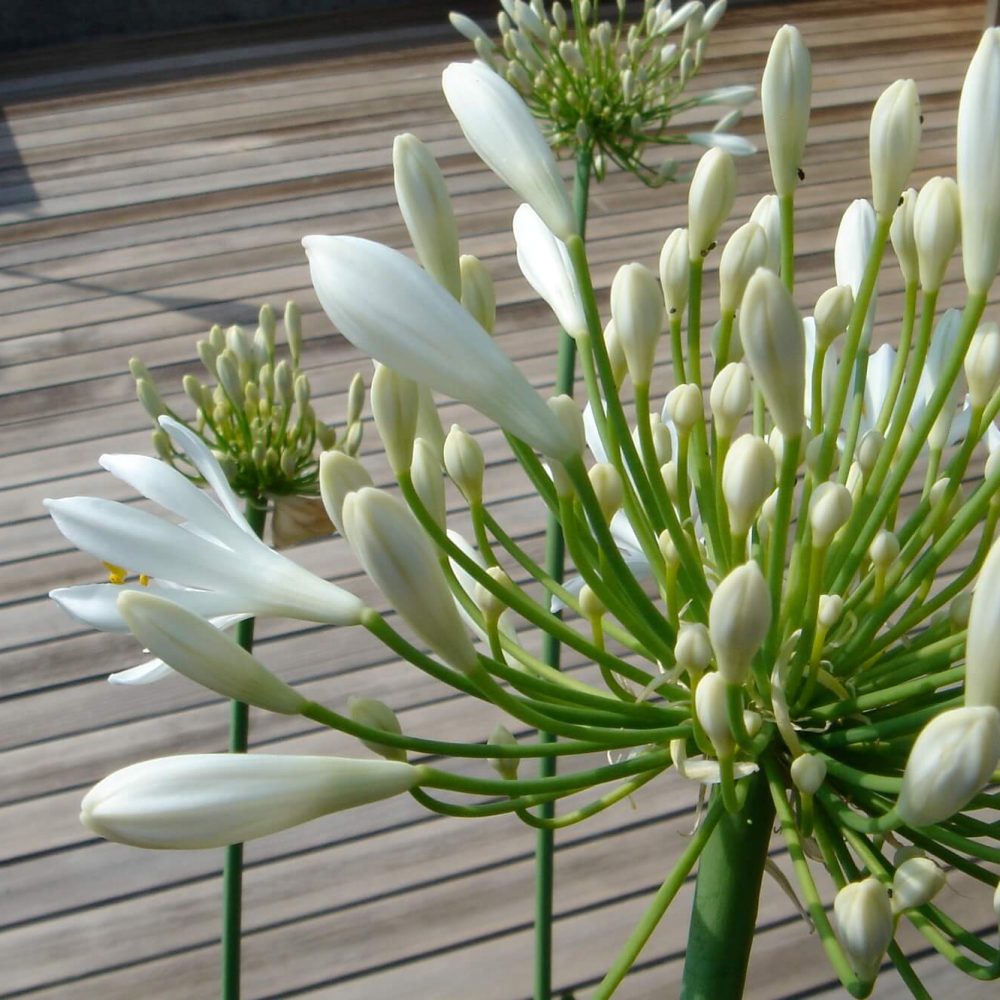 eine weiße Blume